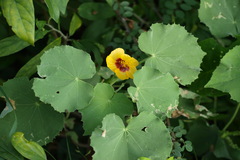 Abutilon indicum subsp. guineensis